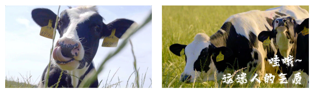 花花牛丨每天一杯奶，幸福健康喝出來！??！