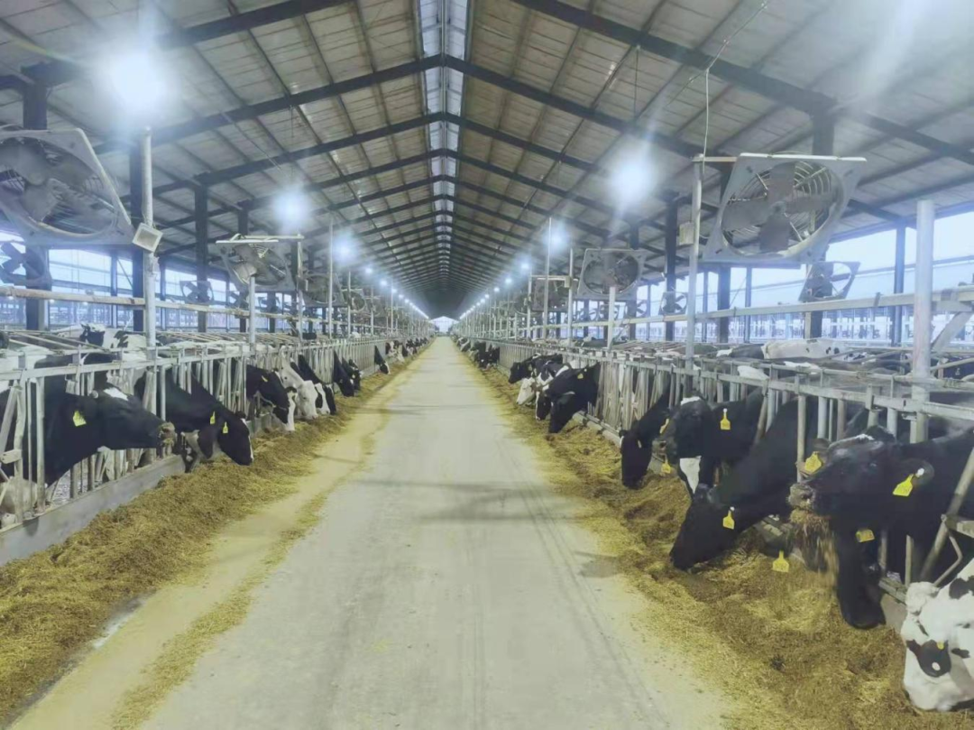 北京大學南南合作與發(fā)展學院教授、全球伙伴關(guān)系主任周詠梅一行蒞臨花花牛平輿瑞亞牧業(yè)參觀調(diào)研