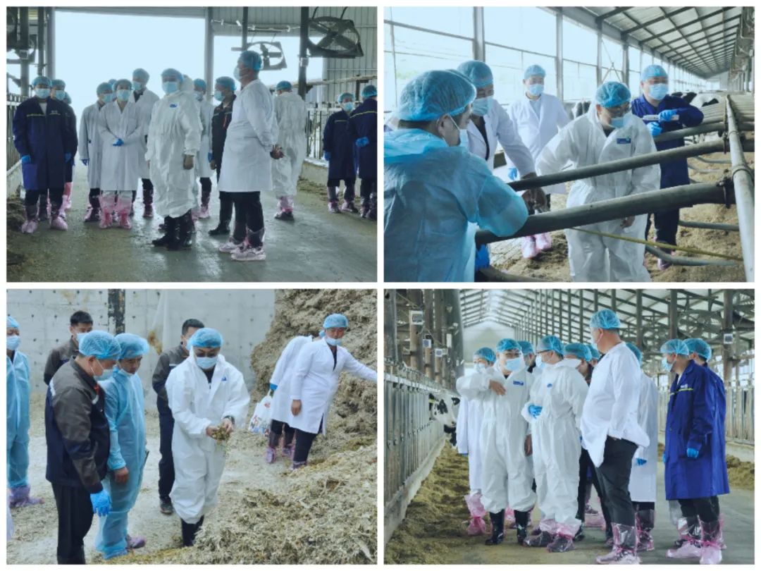 花花牛丨國家奶牛產(chǎn)業(yè)技術(shù)體系首席科學(xué)家、中國農(nóng)業(yè)大學(xué)教授李勝利一行蒞臨花花牛魯山瑞亞參觀調(diào)研