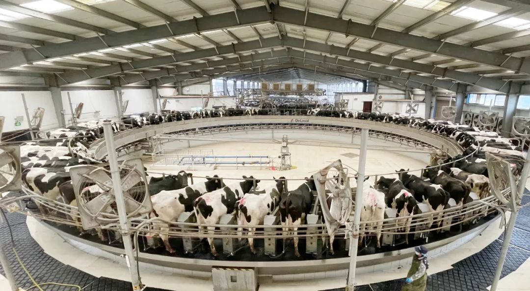 凝心聚力·贏創(chuàng)未來 | 花花牛乳業(yè)集團召開營銷、養(yǎng)殖及飼料經(jīng)營工作會議