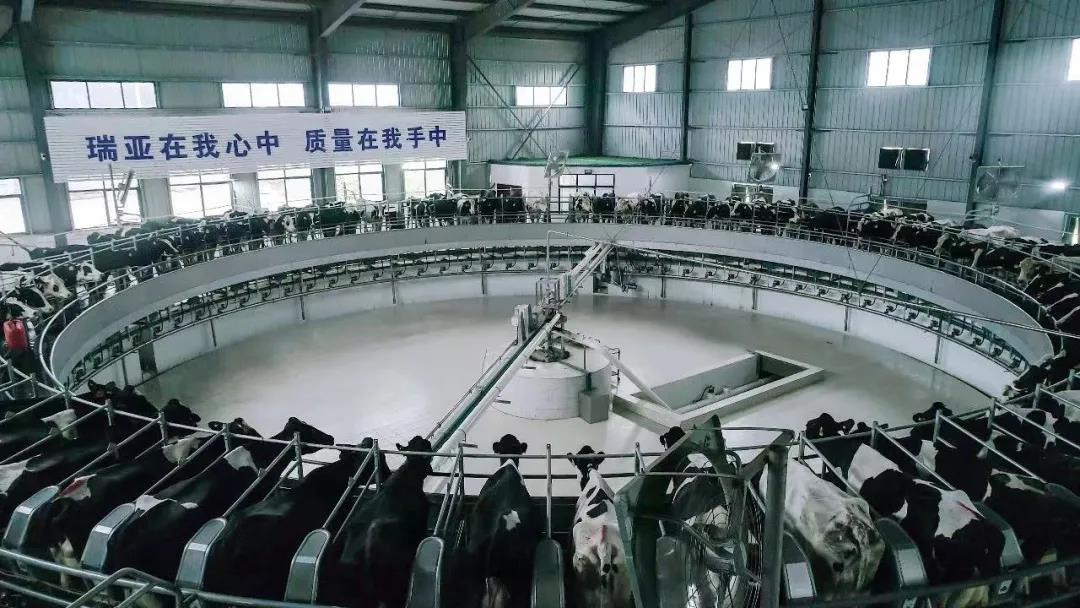 快訊 | 駐馬店市委副書(shū)記、市長(zhǎng)李躍勇一行蒞臨花花牛乳業(yè)集團(tuán)平輿瑞亞牧場(chǎng)調(diào)研