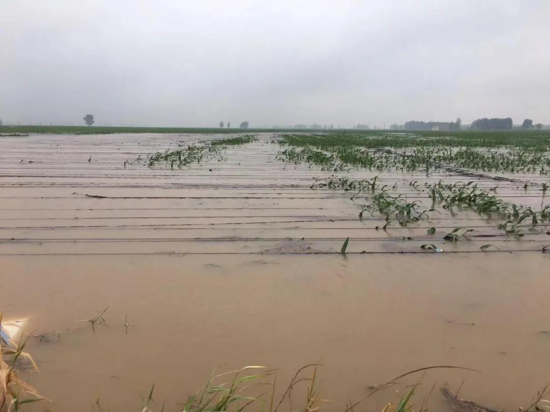 【乳報·聚焦】“豫”難而上的中原牛人“太中了”！