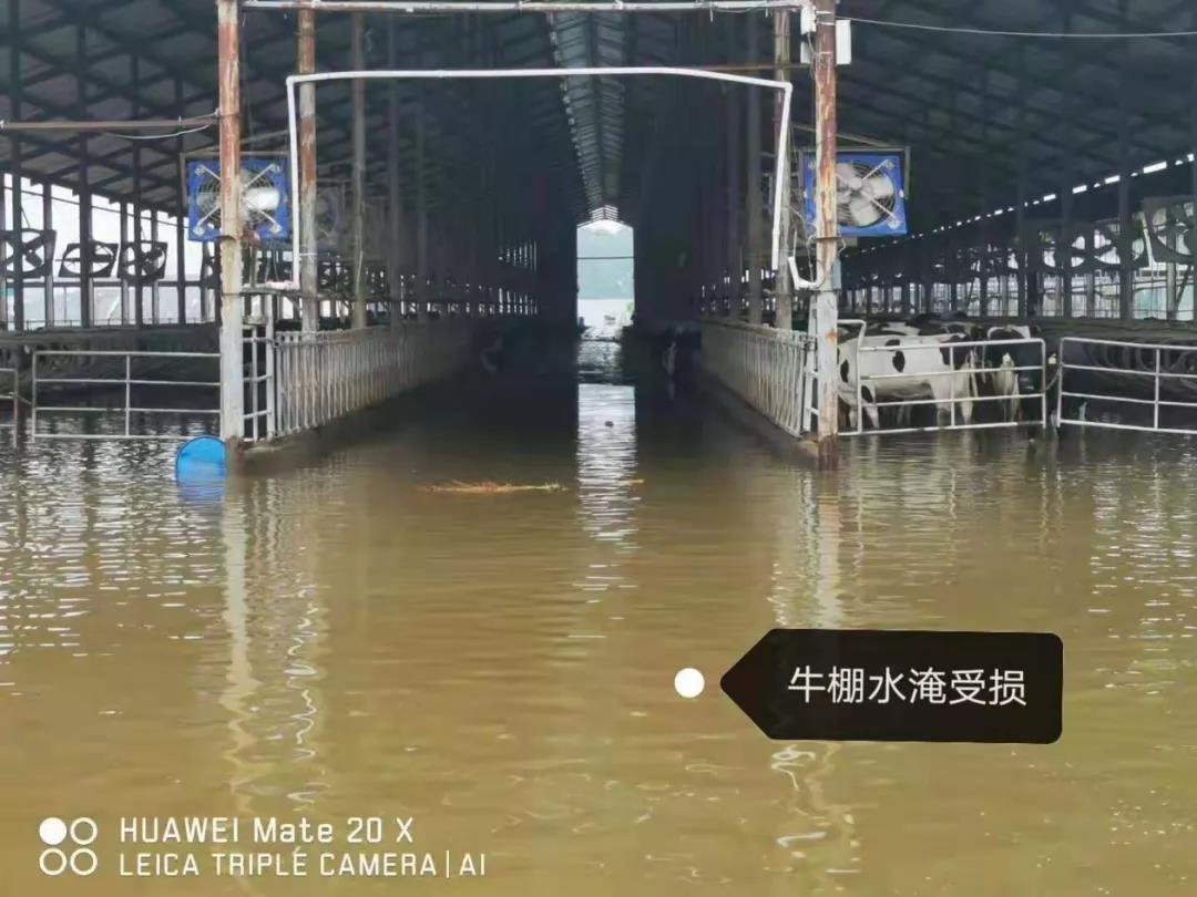 【乳報·聚焦】“豫”難而上的中原牛人“太中了”！