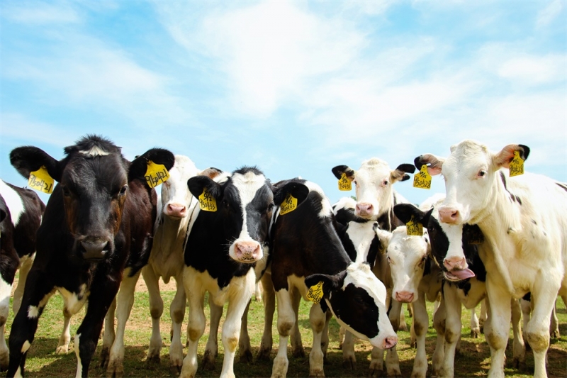 養(yǎng)殖事業(yè)部兩個牧場獲農(nóng)業(yè)部標(biāo)準(zhǔn)化示范場稱號